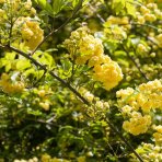 Ruža banksova (Rosa Banksiae) ´LUTEA´ - výška 70-90 cm, kont. C3L 